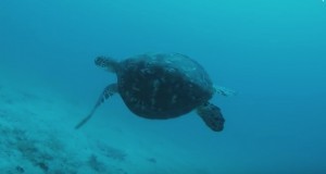 zanzibar sea turtle ss1